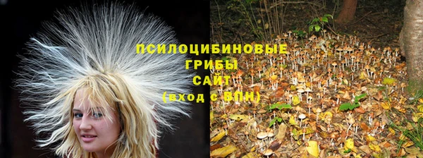 сатива Нефтекумск