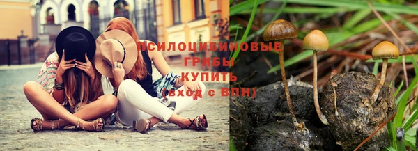 сатива Нефтекумск